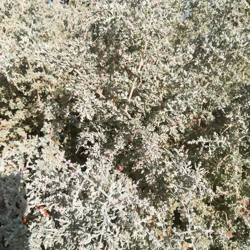Chenopodium spinescens, photographed by Dagmar Gleiss