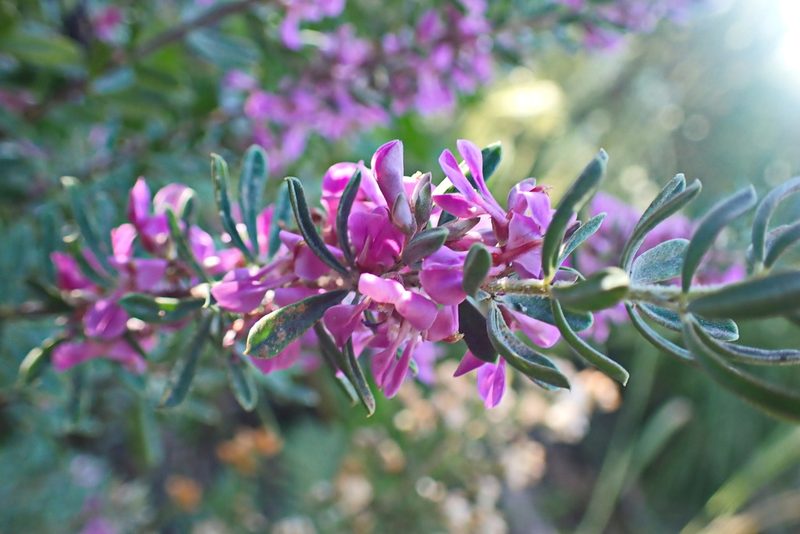Indigofera flabellata, photographed by Di Turner