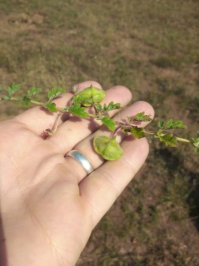 Sesamum senecioides, photographed by Benjamin Fredlund