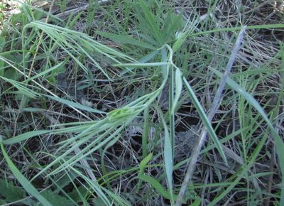 Lathyrus pallescens, photographed by Татьяна Горбушина