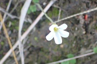Oxalis imbricata, photographed by Di Turner