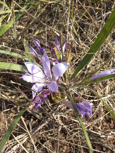 Babiana bainesii, photographed by Benjamin Fredlund