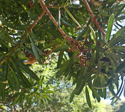 Podocarpus latifolius, photographed by Di Turner