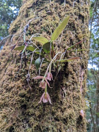 Epidendrum pallens, photographed by Trevor Van Loon