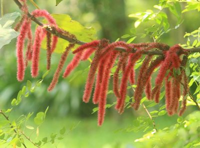 Acalypha hispida
