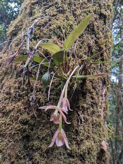 Epidendrum pallens, photographed by Trevor Van Loon