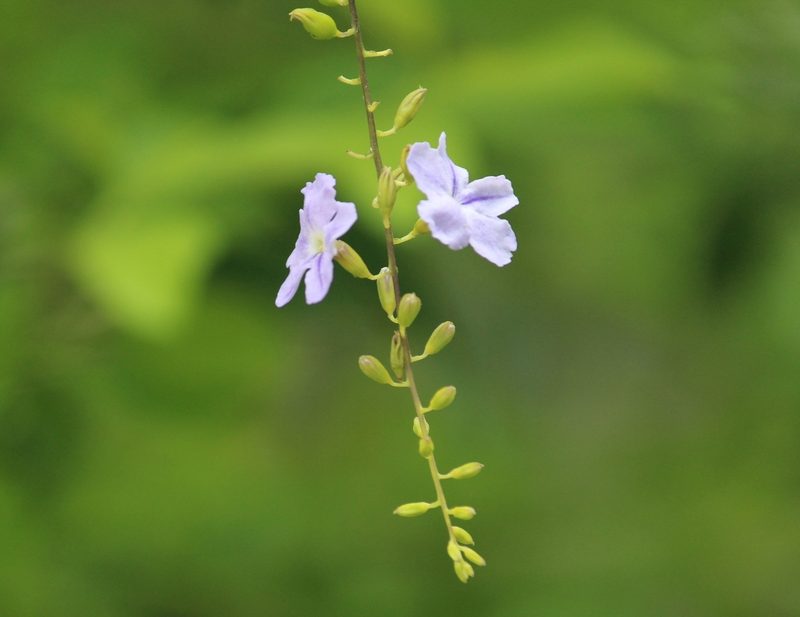 Duranta erecta, photographed by Haneesh K M