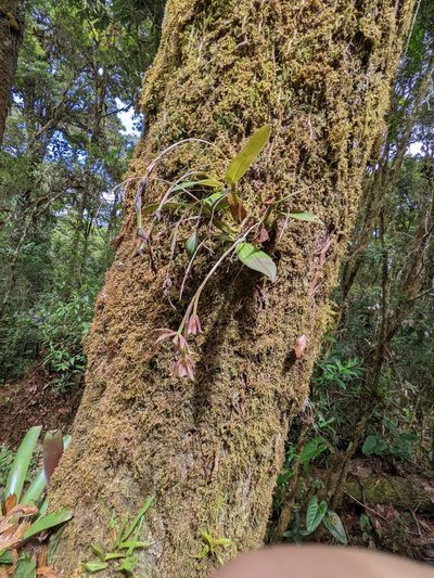 Epidendrum pallens, photographed by Trevor Van Loon