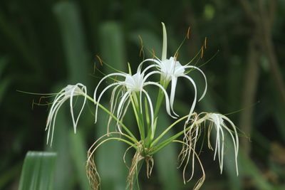 Hymenocallis littoralis, photographed by Haneesh K M