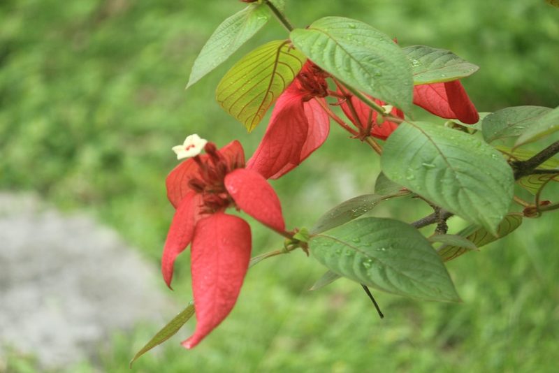 Mussaenda erythrophylla, photographed by Haneesh K M