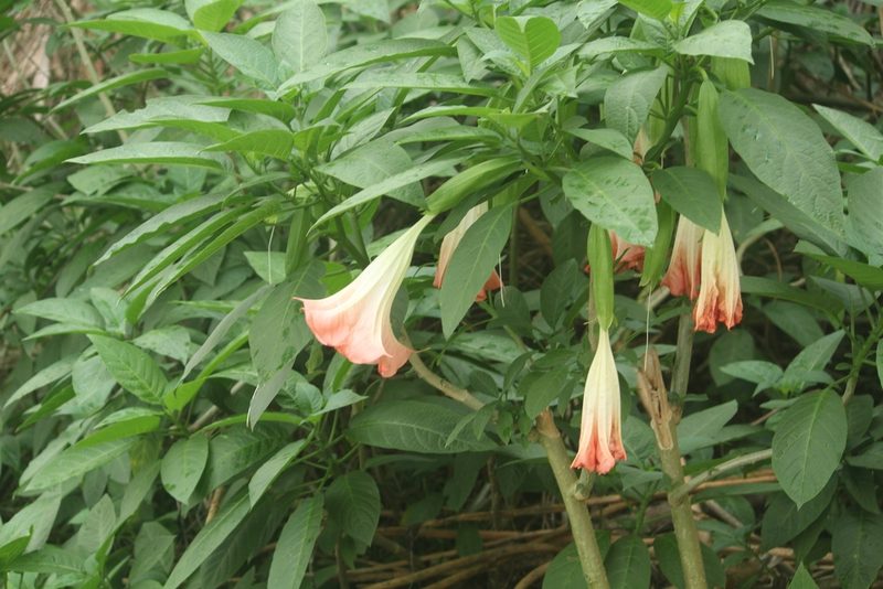 Brugmansia insignis, photographed by Haneesh K M