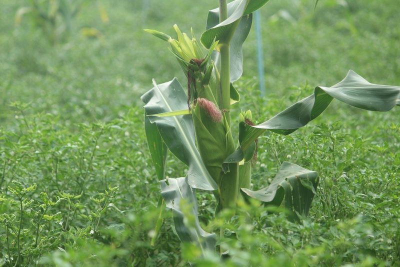 Zea mays, photographed by Haneesh K M