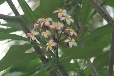 Plumeria rubra, photographed by Haneesh K M