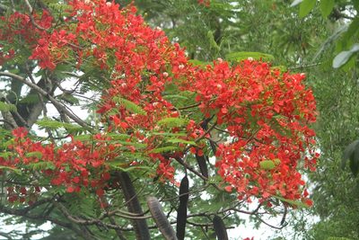 Delonix regia, photographed by Haneesh K M