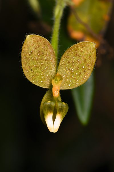 Ponthieva formosa, photographed by Trevor Van Loon