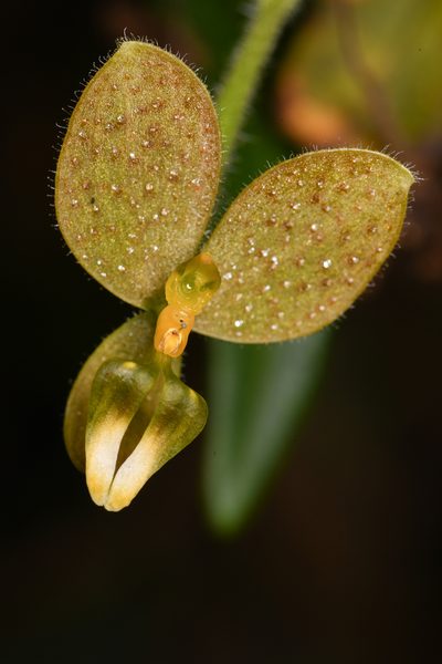 Ponthieva formosa, photographed by Trevor Van Loon