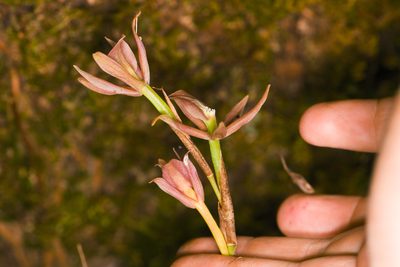 Epidendrum pallens, photographed by Trevor Van Loon