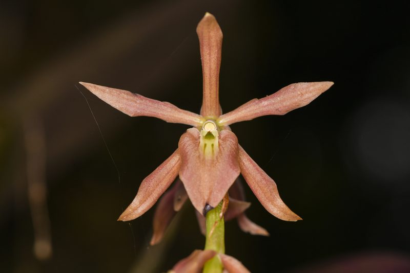 Epidendrum pallens, photographed by Trevor Van Loon