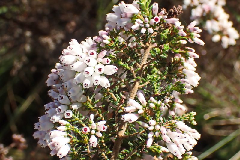 Erica scabriuscula, photographed by Di Turner