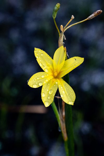 Moraea pyrophila, photographed by magriet b
