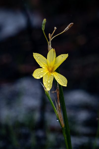 Moraea pyrophila, photographed by magriet b