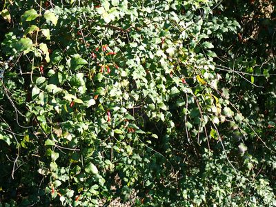 Halleria lucida, photographed by Di Turner