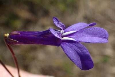 Lobelia tomentosa, photographed by Nicola van Berkel