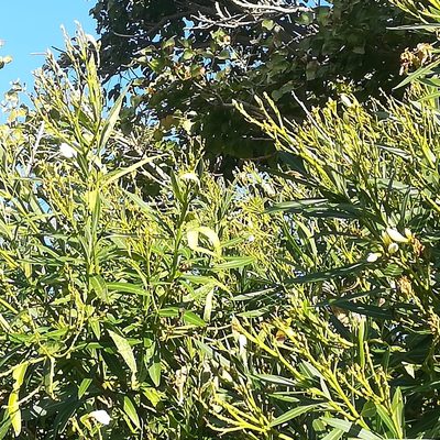 Nerium oleander, photographed by Dagmar Gleiss