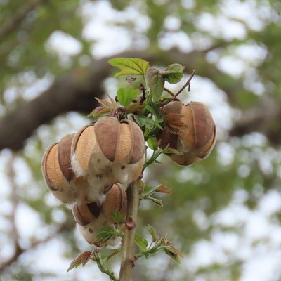 Cochlospermum vitifolium, photographed by Maria Janeiro