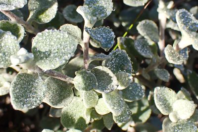 Helichrysum petiolare, photographed by Di Turner