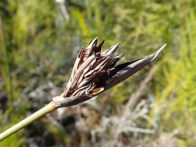 Bobartia macrospatha, photographed by Nicola van Berkel