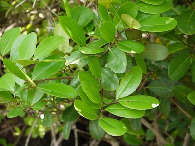 Xylocarpus granatum, photographed by Dinesh Valke