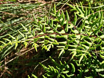 Choristosoria viridis, photographed by Di Turner
