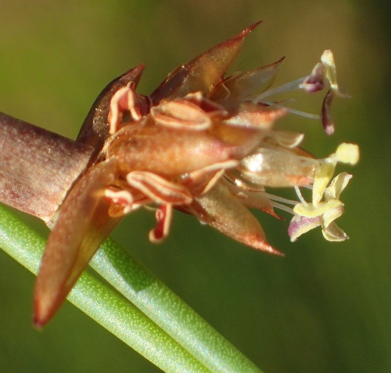 Mastersiella spathulata, photographed by Nicola van Berkel