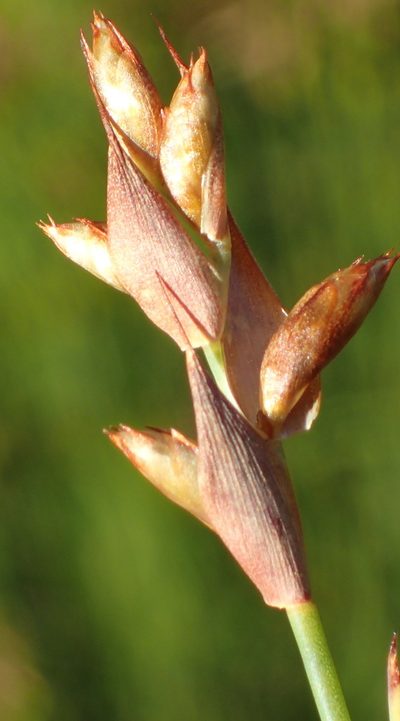 Mastersiella spathulata, photographed by Nicola van Berkel