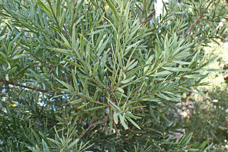 Afrocarpus falcatus, photographed by Di Turner