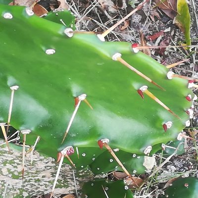 Opuntia monacantha, photographed by Dagmar Gleiss
