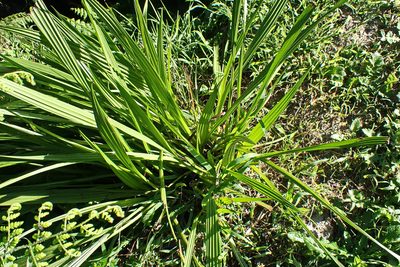 Wachendorfia thyrsiflora, photographed by Di Turner