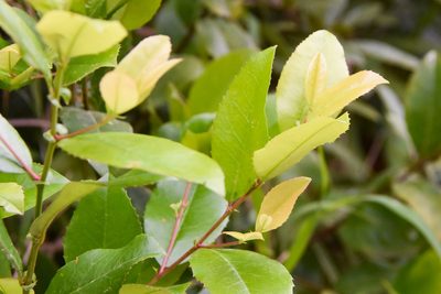 Prunus caroliniana, photographed by Jay Pruett