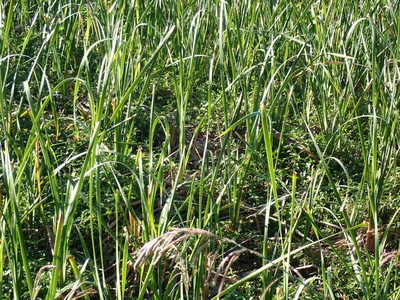 Typha capensis, photographed by Di Turner