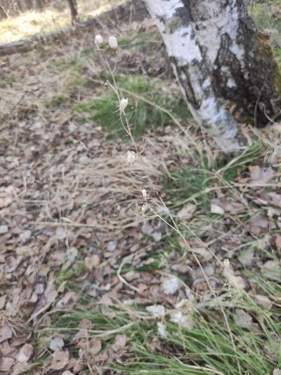 Anticlea sibirica, photographed by Юлия