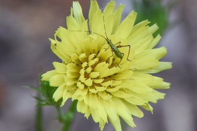 Pyrrhopappus pauciflorus, photographed by Jay Pruett
