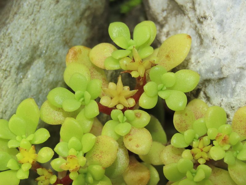 Sedum actinocarpum, photographed by chiuluan