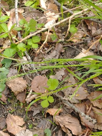 Carex strigosa, photographed by Darrel Watts