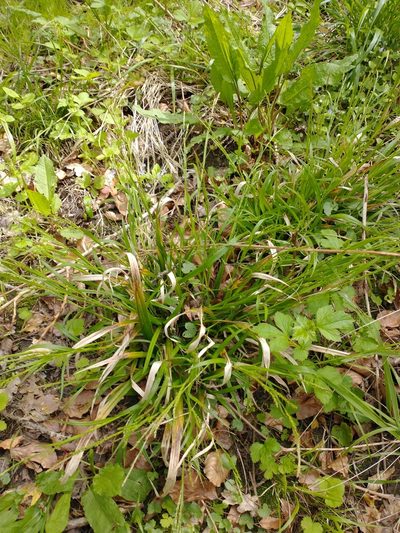 Carex strigosa, photographed by Darrel Watts