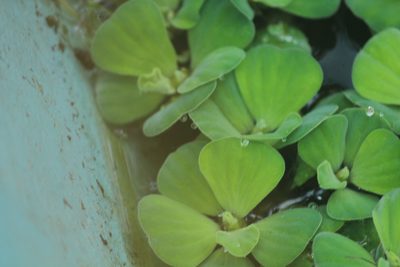 Pistia stratiotes, photographed by Haneesh K M