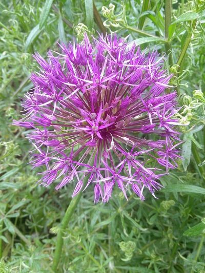 Allium cristophii, photographed by Andrés Romero Bravo