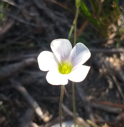 Oxalis orthopoda, photographed by kevin koen