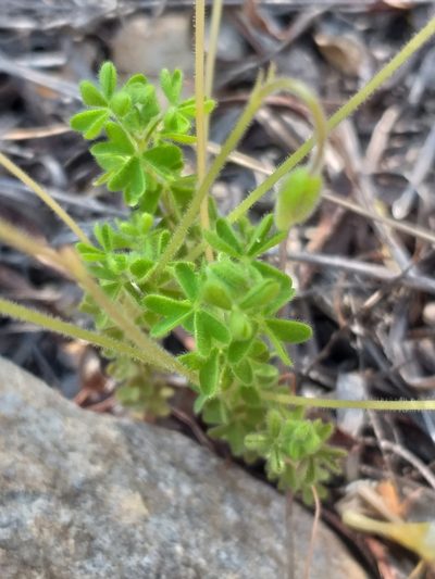 Oxalis orthopoda, photographed by kevin koen