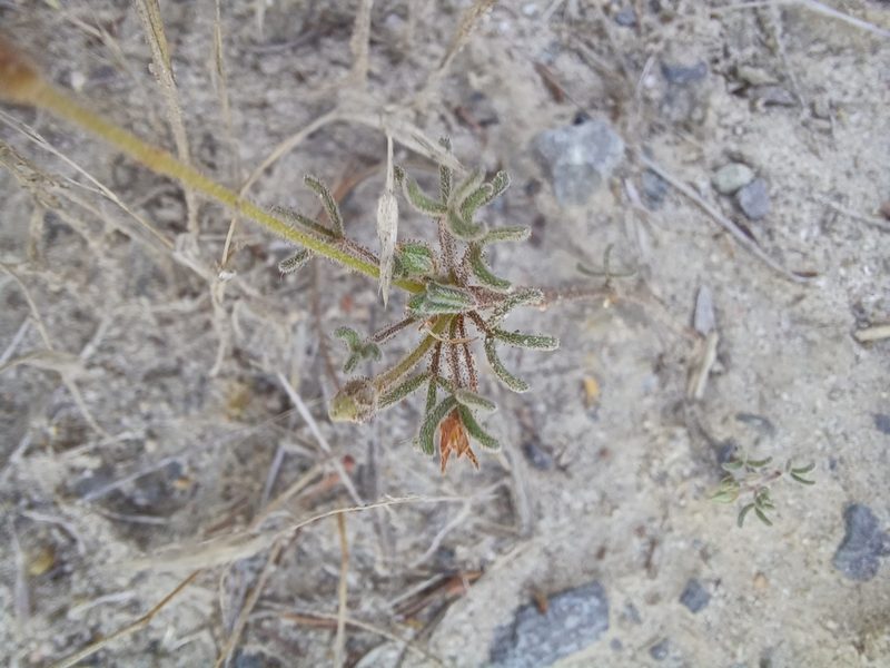 Oxalis ciliaris, photographed by Danie Palm